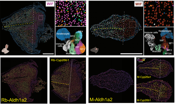 兔子耳廓再生与小鼠耳廓修复过程中视黄酸的合成和降解