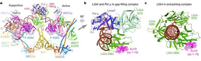 （来源：Nature）
