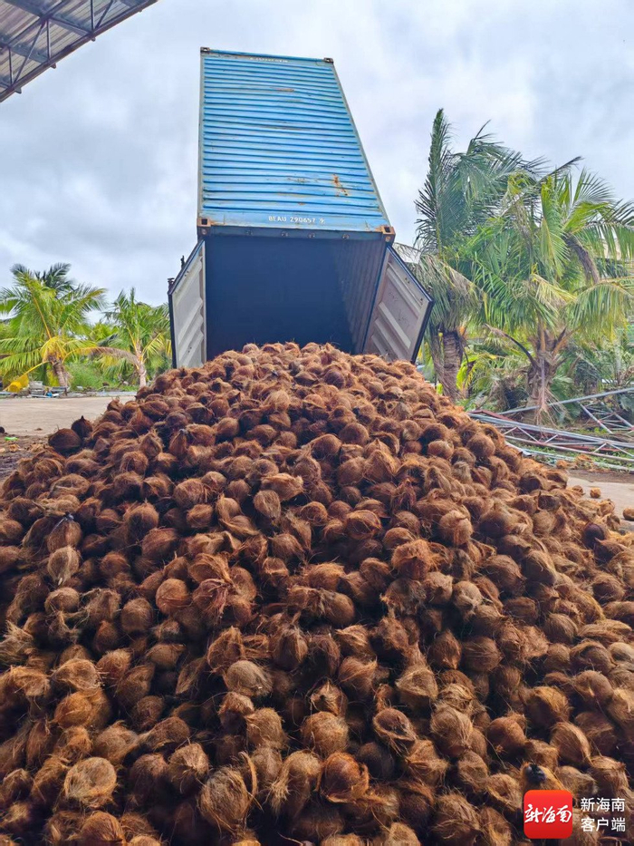 到达椰子加工企业的毛椰子。受访者供图
