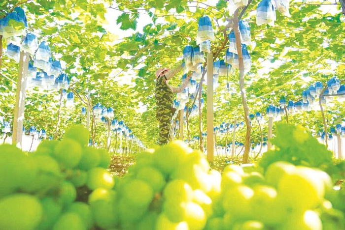         肥乡群利种植专业合作社工人在采摘葡萄。     肥乡区委宣传部供图    