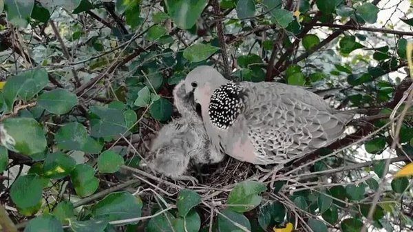 △ 珠颈斑鸠在喂食鸽乳
