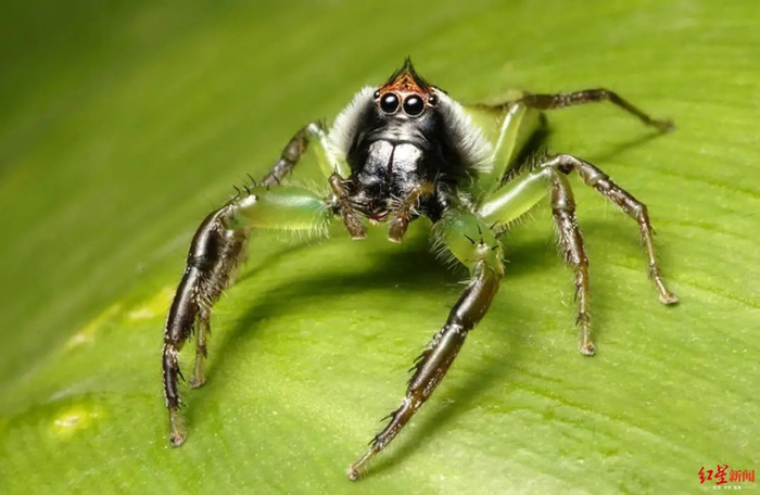 ↑像叶猴的跳蛛。