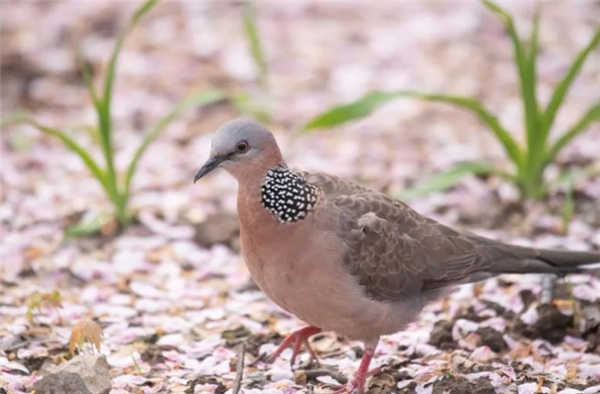 △ 珠颈斑鸠，图源来源：科普中国/郑运祥拍摄