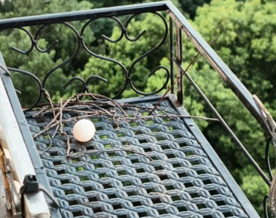 △ △ 这是一个珠颈斑鸠的窝