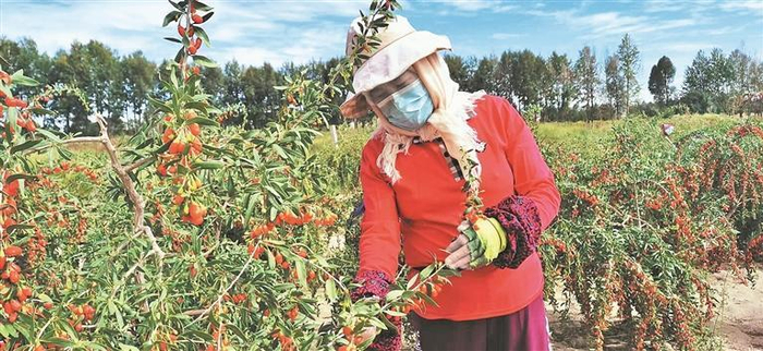 农户正在摘枸杞。本报记者 谭梅 摄