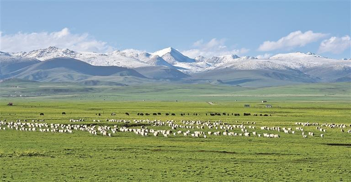 祁连山下好牧场。通讯员 李勇 摄