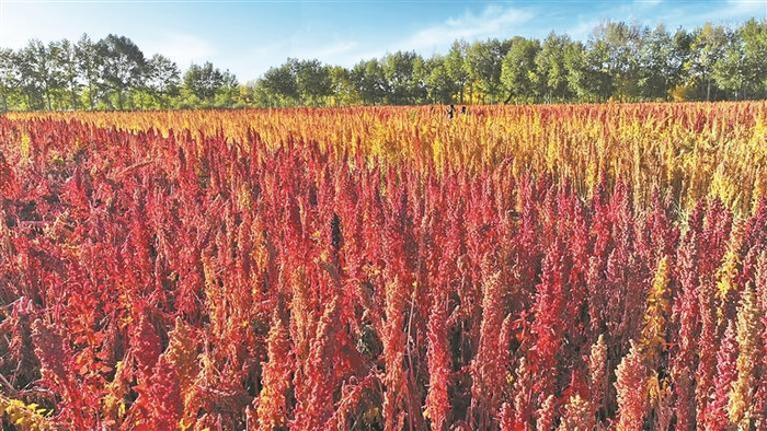     藜麦种植基地。本报记者 谭梅 摄