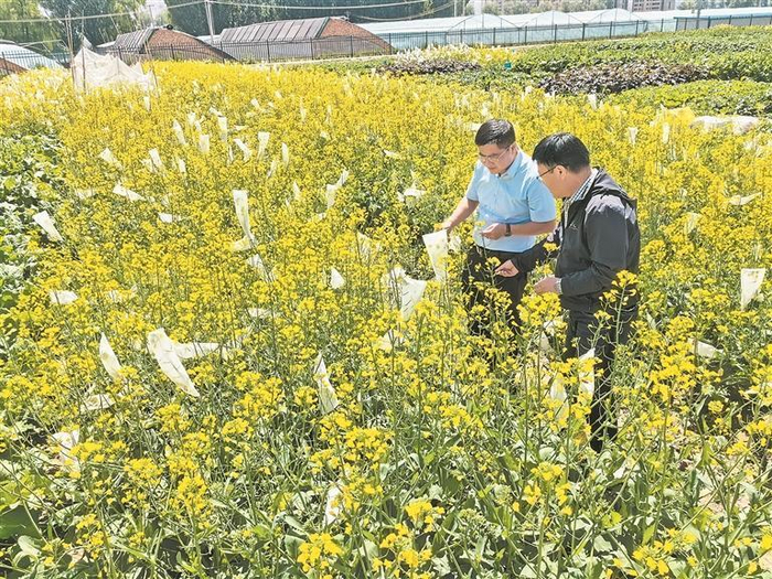 农科院对油菜进行研究。本报记者 罗珺 摄
