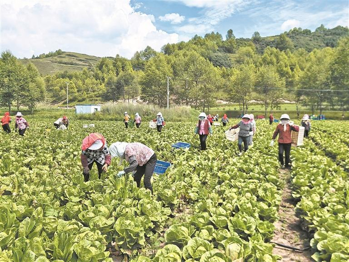     合作社工作人员采摘冷凉蔬菜。本报记者 罗珺 摄