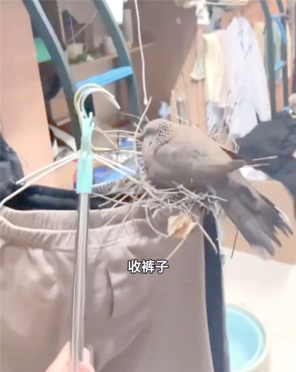 △ 晾晒裤子记得收，我不止一次看到珠颈斑鸠在裤子上筑巢