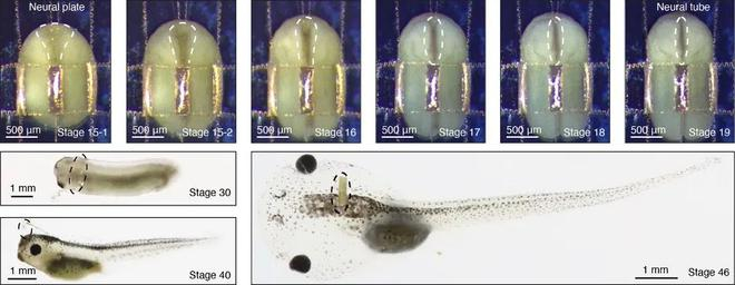 （来源：Nature）