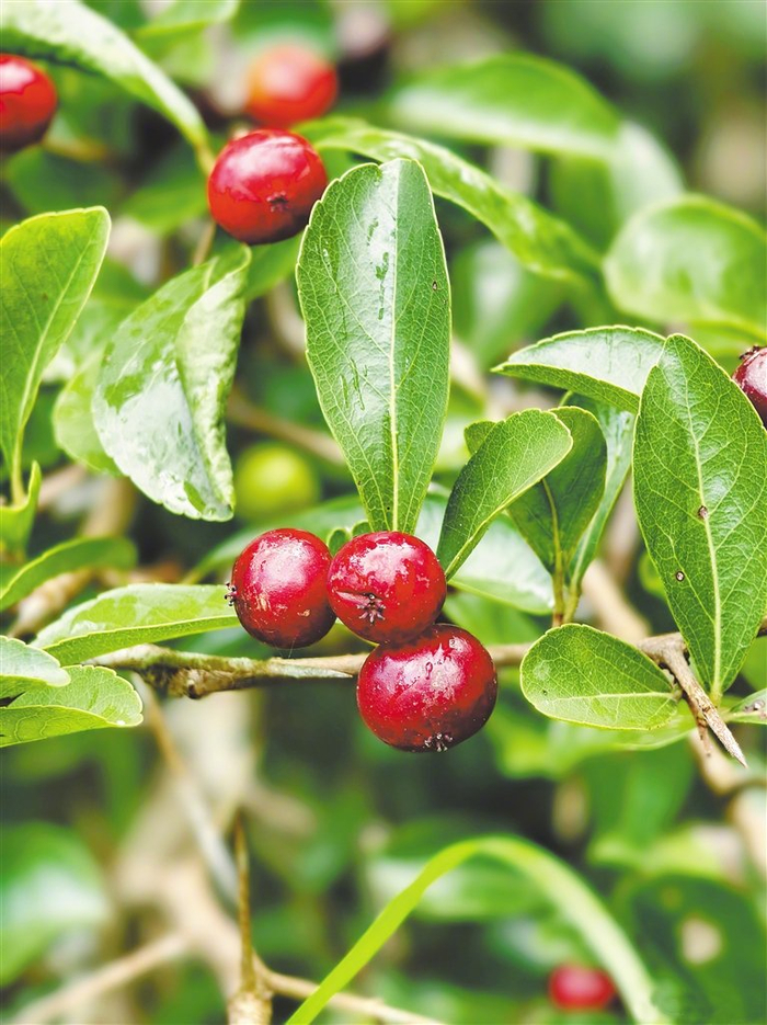 刺篱木果。本文图片除署名外均由李子提供