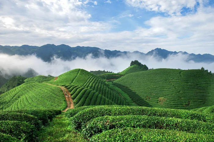 图为武义茶山实景（武义县委宣传部供图）
