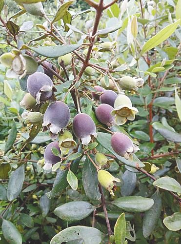 桃金娘果实。资料图