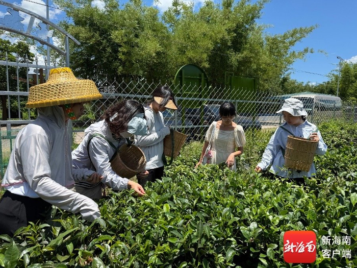 媒体采访团在白沙茶园小镇体验采茶。记者 丁文文 摄