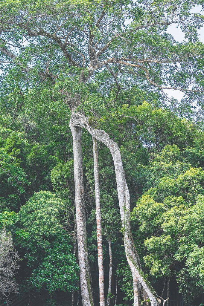尖峰岭片区的“鹿形树”（高山榕）。海南日报全媒体记者 李天平 摄