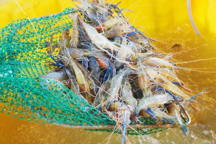 生猛的罗氏沼虾。姚瑶 摄