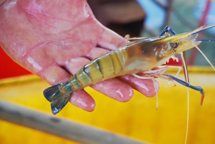 晶莹剔透的罗氏沼虾。姚瑶 摄