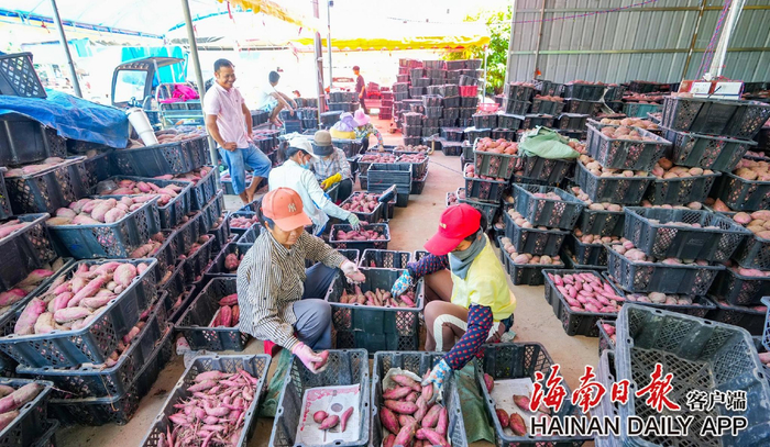 澄迈桥头镇地瓜丰收。海南日报全媒体记者陈元才 摄