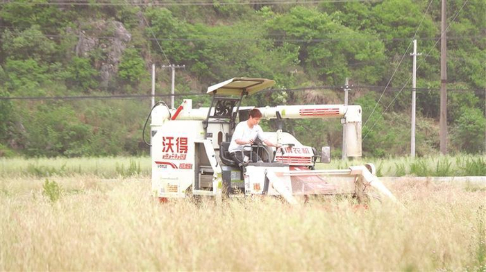 六枝特区木岗镇万亩油菜收割。 通讯员 浦仕美 摄