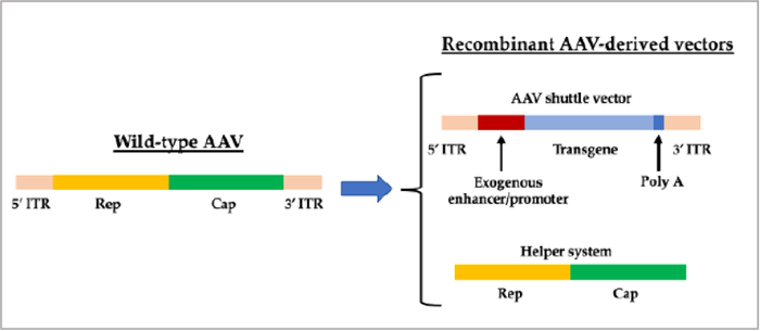 图1 野生型AAV和重组AAV载体基因组示意图