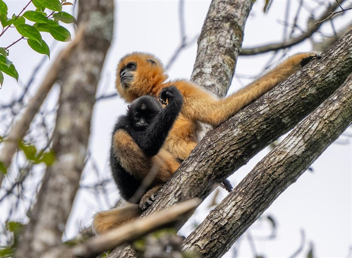 一只海南长臂猿带着幼崽晒太阳。海南日报全媒体记者 李天平 摄