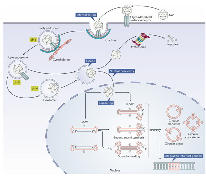 图2 AAV基因治疗产品的作用机制