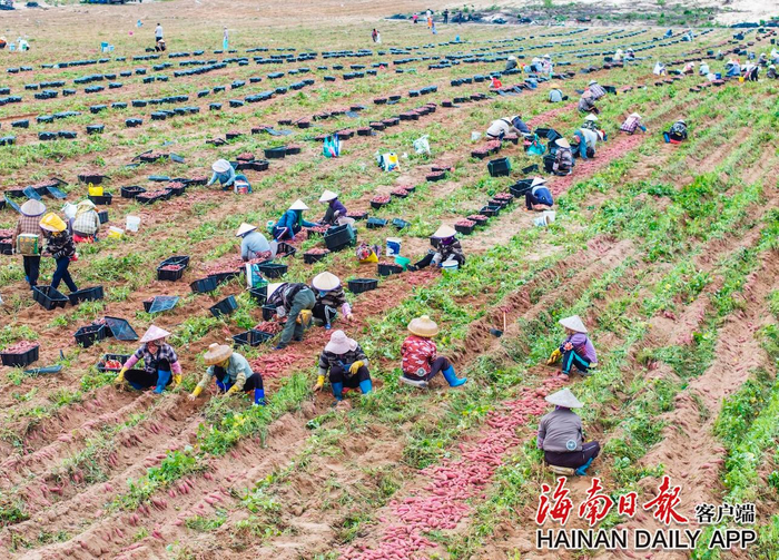 6月26日，昌江昌化镇先田村小寨下村小组迎来地瓜丰收季，广袤的田野里，一派繁忙景象。海南日报通讯员孟志军 摄