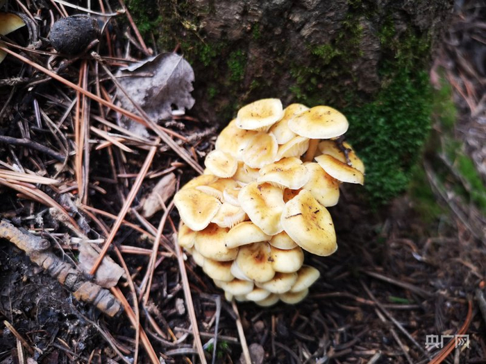 野生冬菇（央广网发  潘有为  摄）