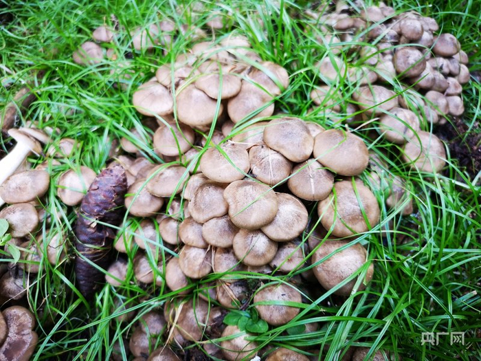 野生荷叶离褶伞（央广网发  王禹  摄）