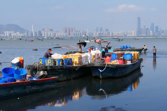 因水产产量较少，进口是满足中国香港相关需求的主渠道。图为当地主产区的渔民正在收获。摄/焦建