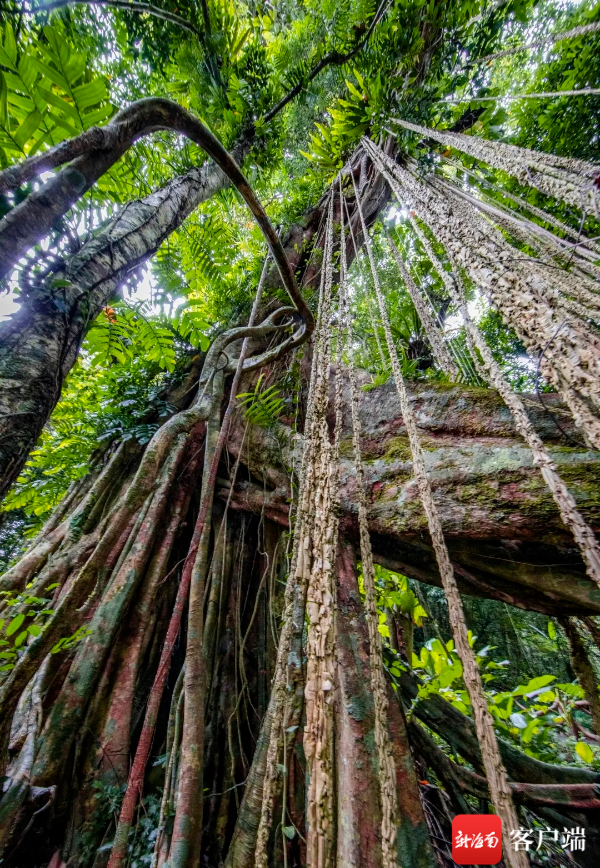 百花岭“天琴”树，感受大自然的鬼斧神工。记者石祖波 摄