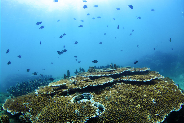 在海南陵水分界洲岛附近海域拍摄的珊瑚。