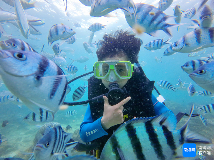 游客在三亚蜈支洲岛潜水。蜈支洲岛供图
