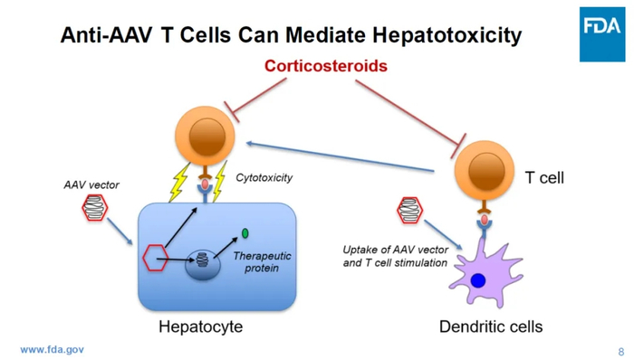 图3 AAV产品肝脏毒性的相关机制