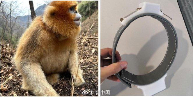 佩戴 GPS 定位项圈的雌性川金丝猴 图片来源：陕西省动物研究所赵海涛