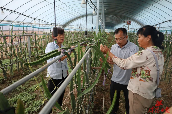 农业专家正在给工作人员讲授燕窝果种植技术。