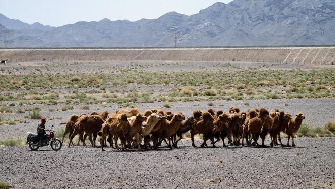 ▲牧民正用摩托将骆驼赶回牧场。何惠子｜摄