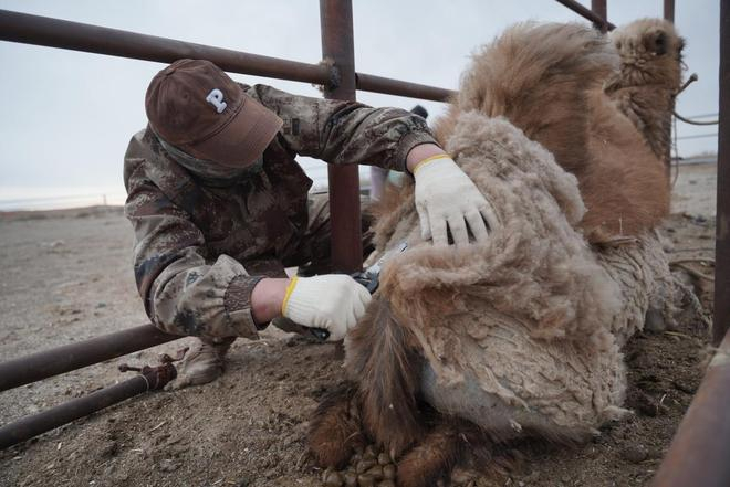 ▲牧场里，工人正在给骆驼剪毛。胡弘彪｜摄