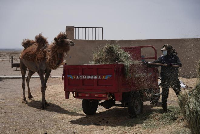 ▲孟根悉心照顾着牧场里的骆驼，日复一日。胡弘彪｜摄
