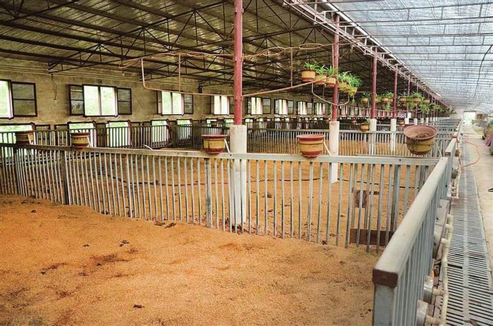     猪舍垫料，分解生猪排泄物、保持恒温，并产生有益菌供猪拱食。