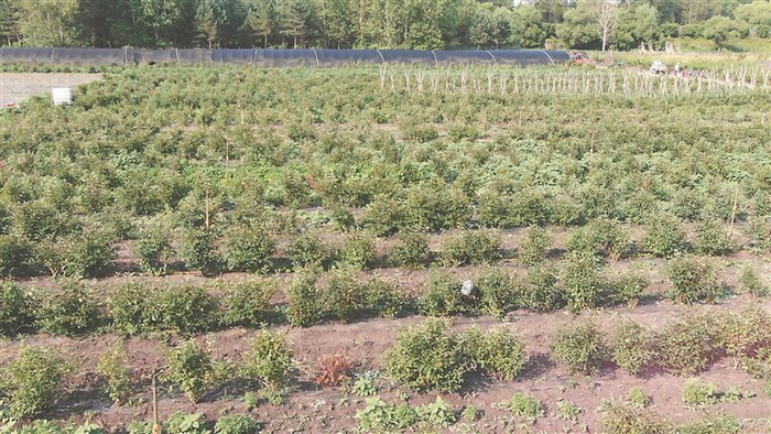     蓝靛果种植基地。