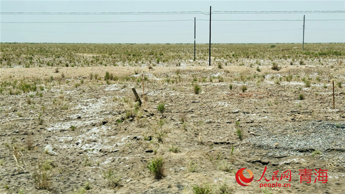 戈壁滩上的盐碱结晶。人民网 刘沛然摄