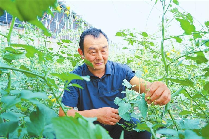     范立德在大棚里察看番茄长势。新甘肃·甘肃日报记者 董文龙