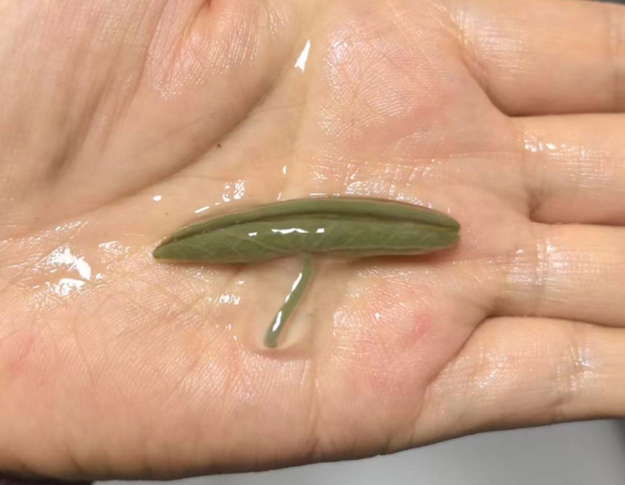 图源：自己拍的