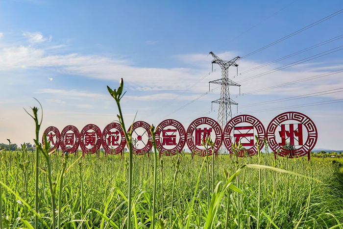 云州区唐家堡村有机黄花标准化种植基地