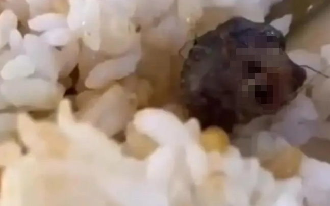 ▲2023年6月，有学生在江西工业职业技术学院食堂吃出老鼠类啮齿动物的头部。图/社交平台视频截图