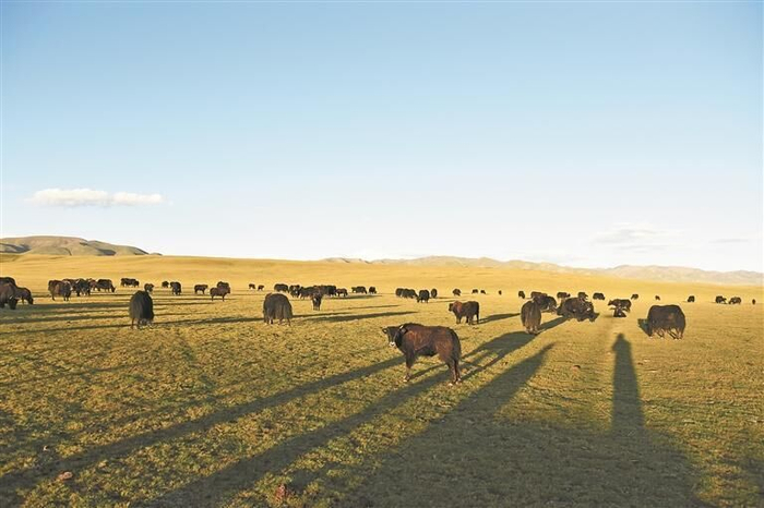 推动当地传统牧业发展。程宦宁 摄