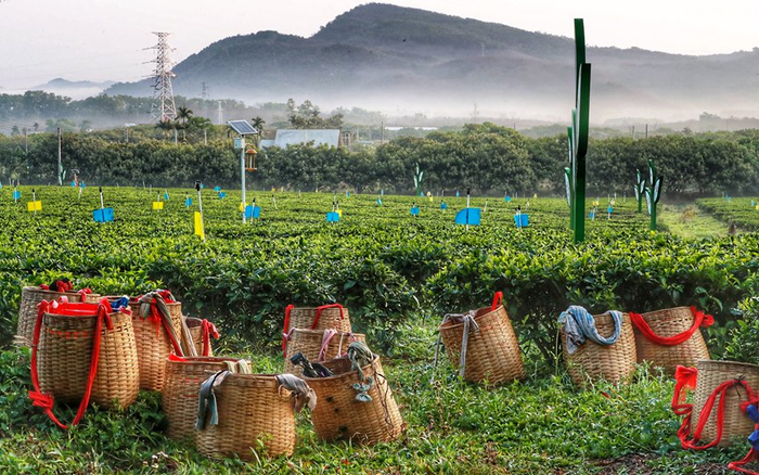 资料图：五里路有机茶园