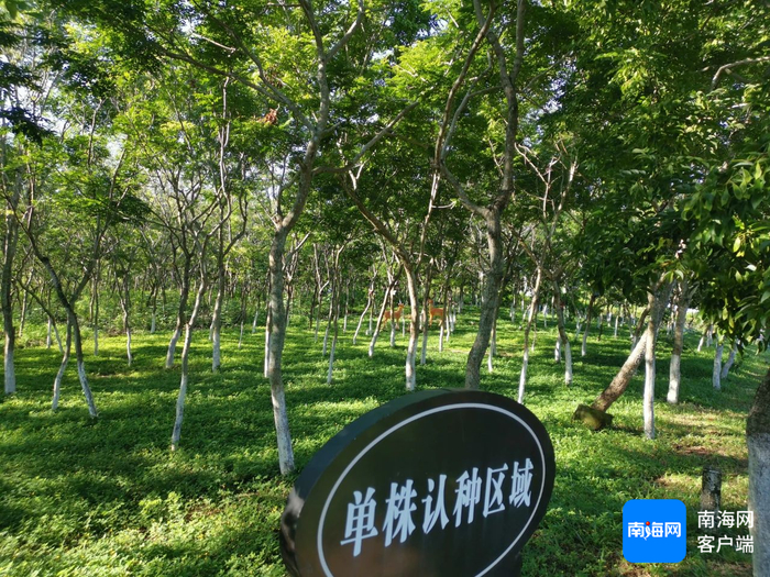 海南黄花梨山庄。